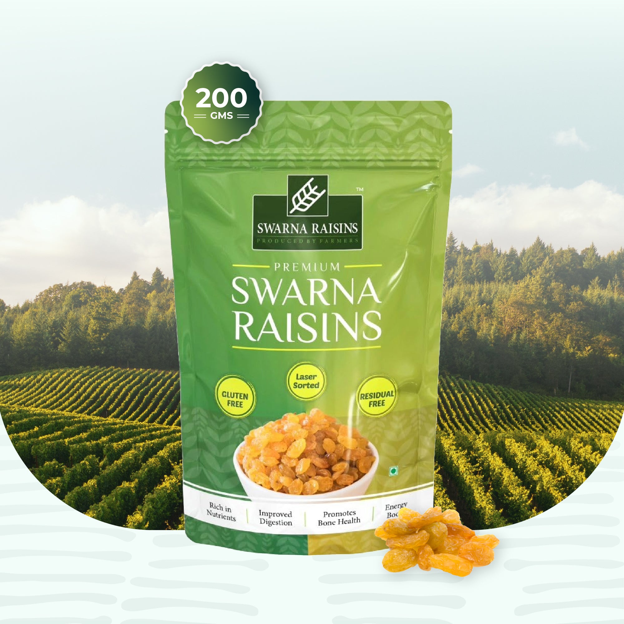 Swarna Raisins 5 Kgs 100% Pure Premium Thompson Seedless Golden Raisins